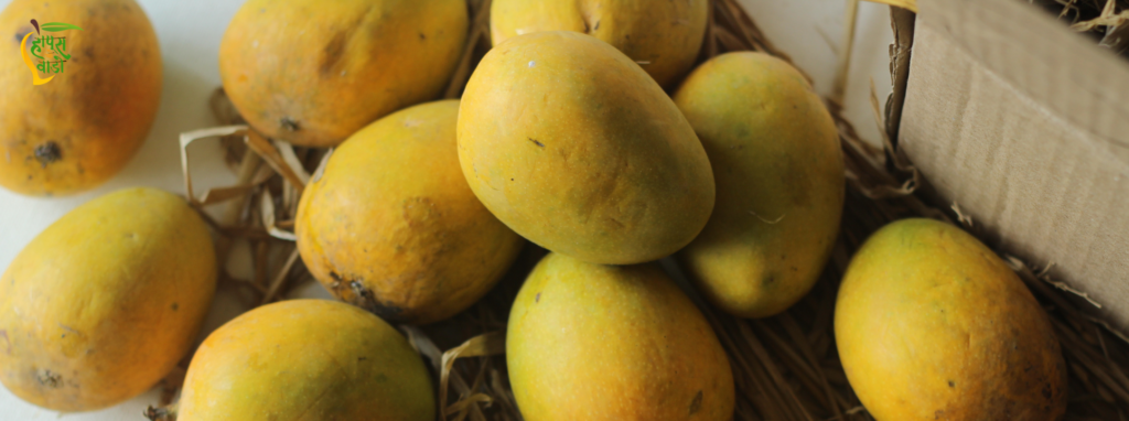Why Buying Farm-Fresh Alphonso Mango in Pune Makes a Real Difference