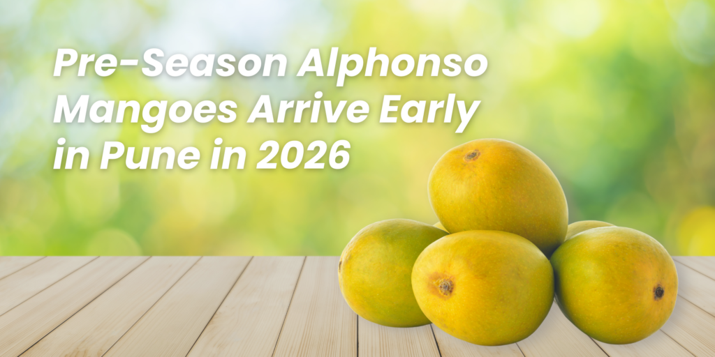 Pune received an early indication of the upcoming Alphonso mango season in 2026