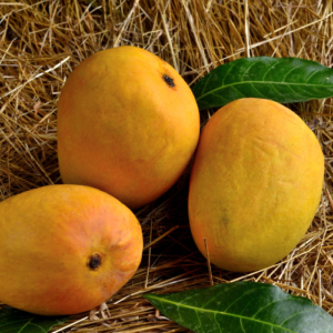 Devgad Hapus (Alphonso Mango)