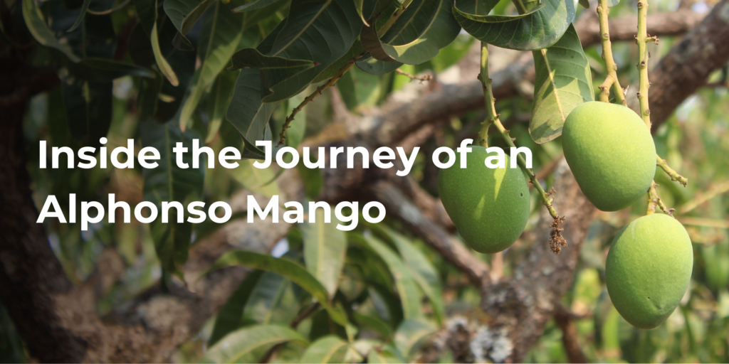 Journey of an Alphonso Mango